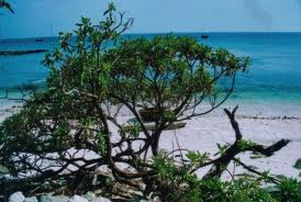 ទួរទេសចរណ៍កោះ Ly Son ខែត្រ Quang Ngai។